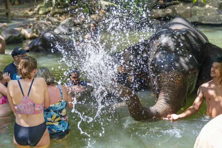 Bain des éléphants à Khao Lak — Soins éthiques aux éléphants