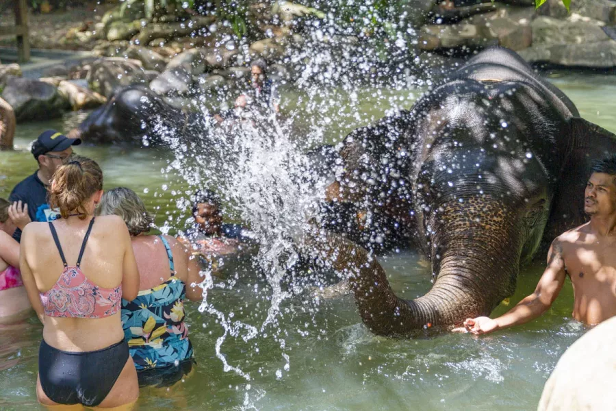 Bain D'Éléphants Khao Lak