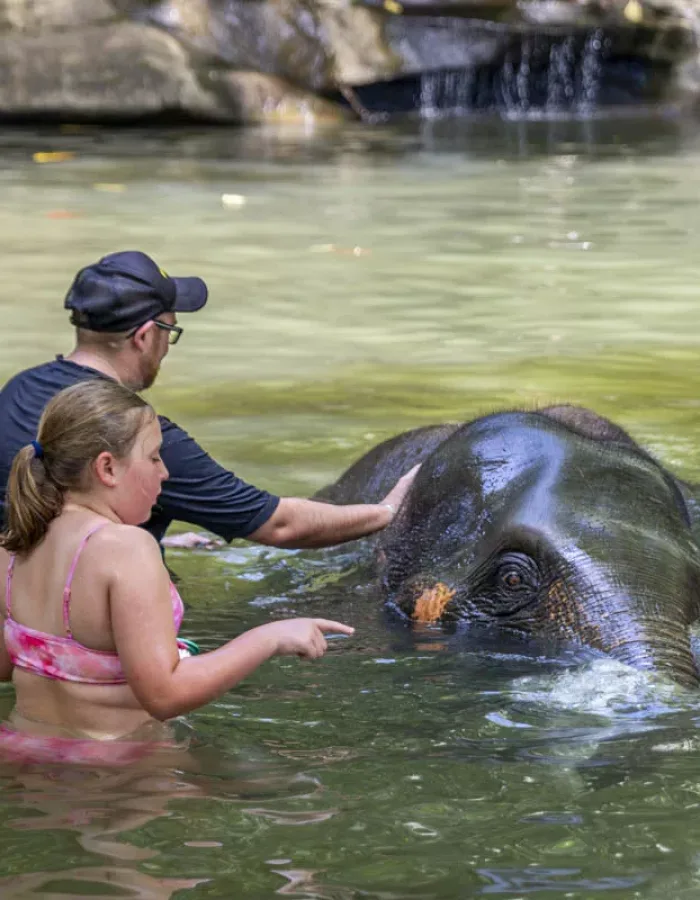 Khao Lak Elefantenbad – Aufregender Spaß Für Alle Altersgruppen!