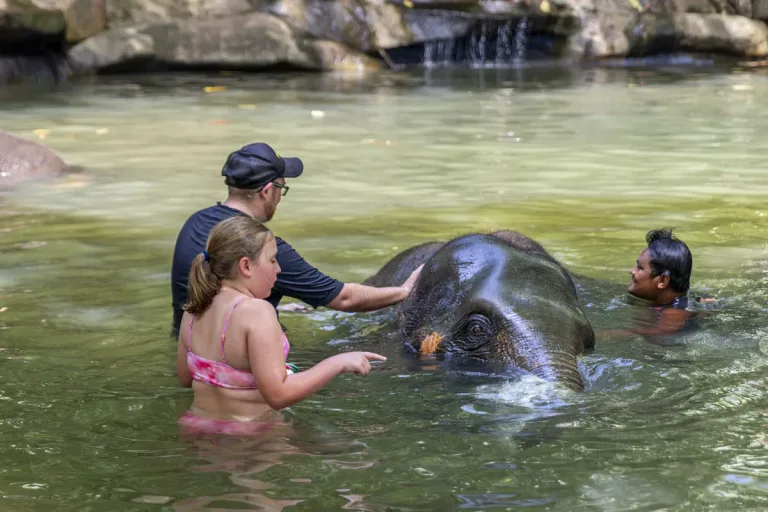 Elefanten Baden Khao Lak – Ethische Tierschutz-Halbtagestour