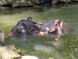Khao Lak Nature Safari with Elephant Bathing