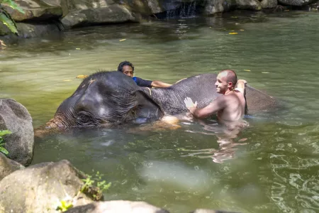 Khao Lak Safari – Elephant bathing and Bamboo rafting