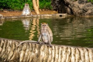 Langschwanzmakaken am Teich des Affentempels Wat Tham Phanturat bei Khao Sok