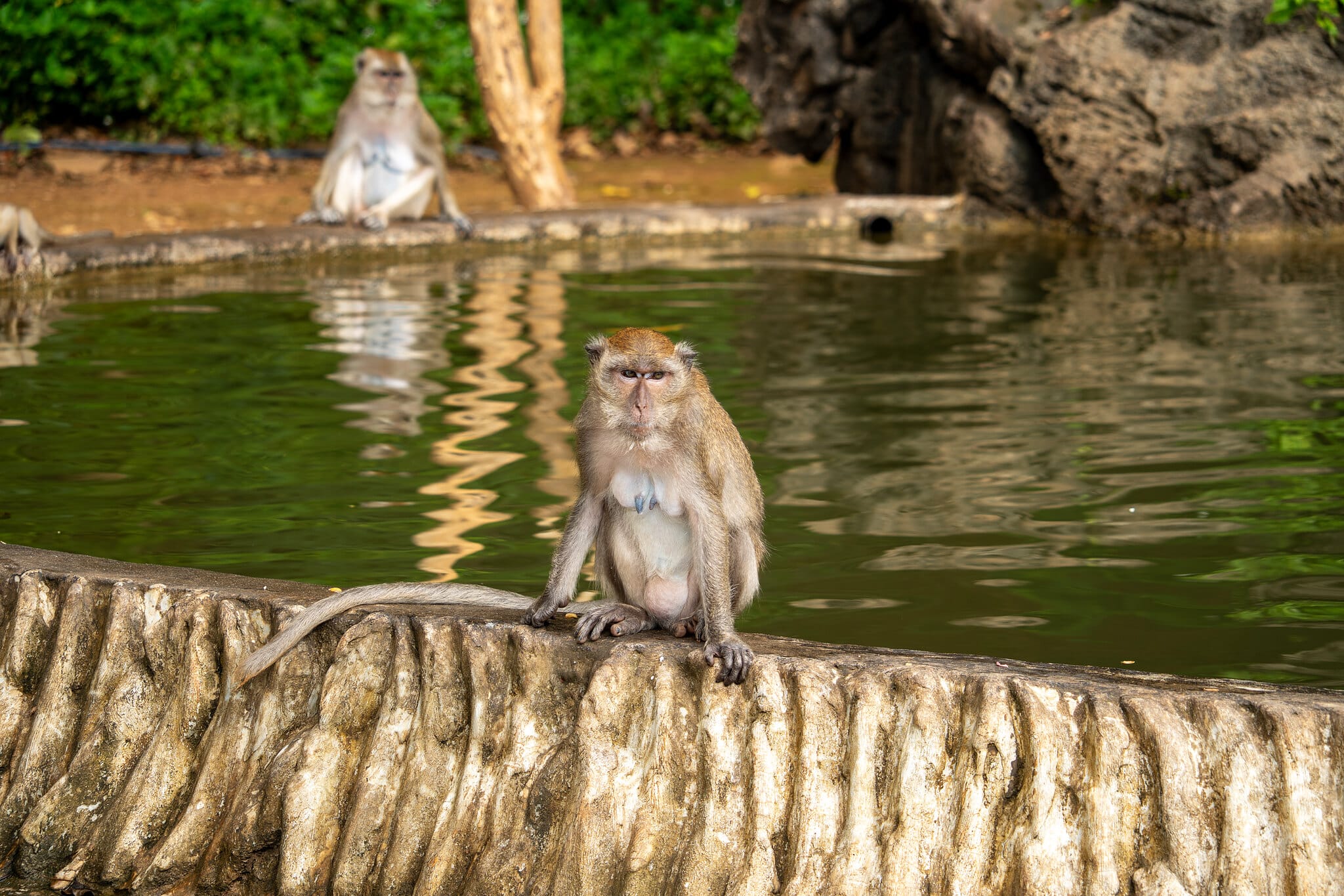 Langschwanzmakaken am Teich des Affentempels Wat Tham Phanturat bei Khao Sok