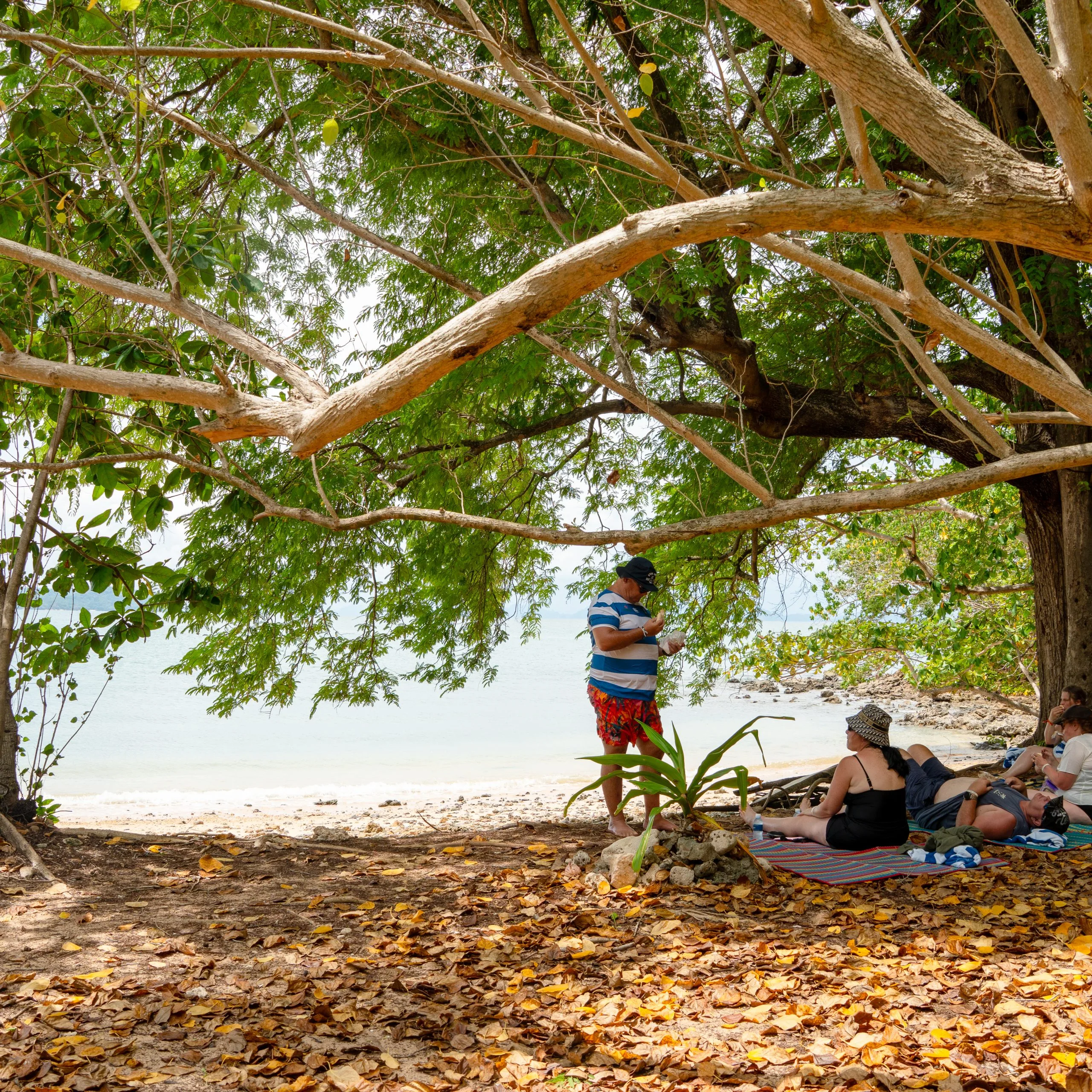 Des visiteurs se détendent à l'ombre d'un arbre sur une plage d'île
