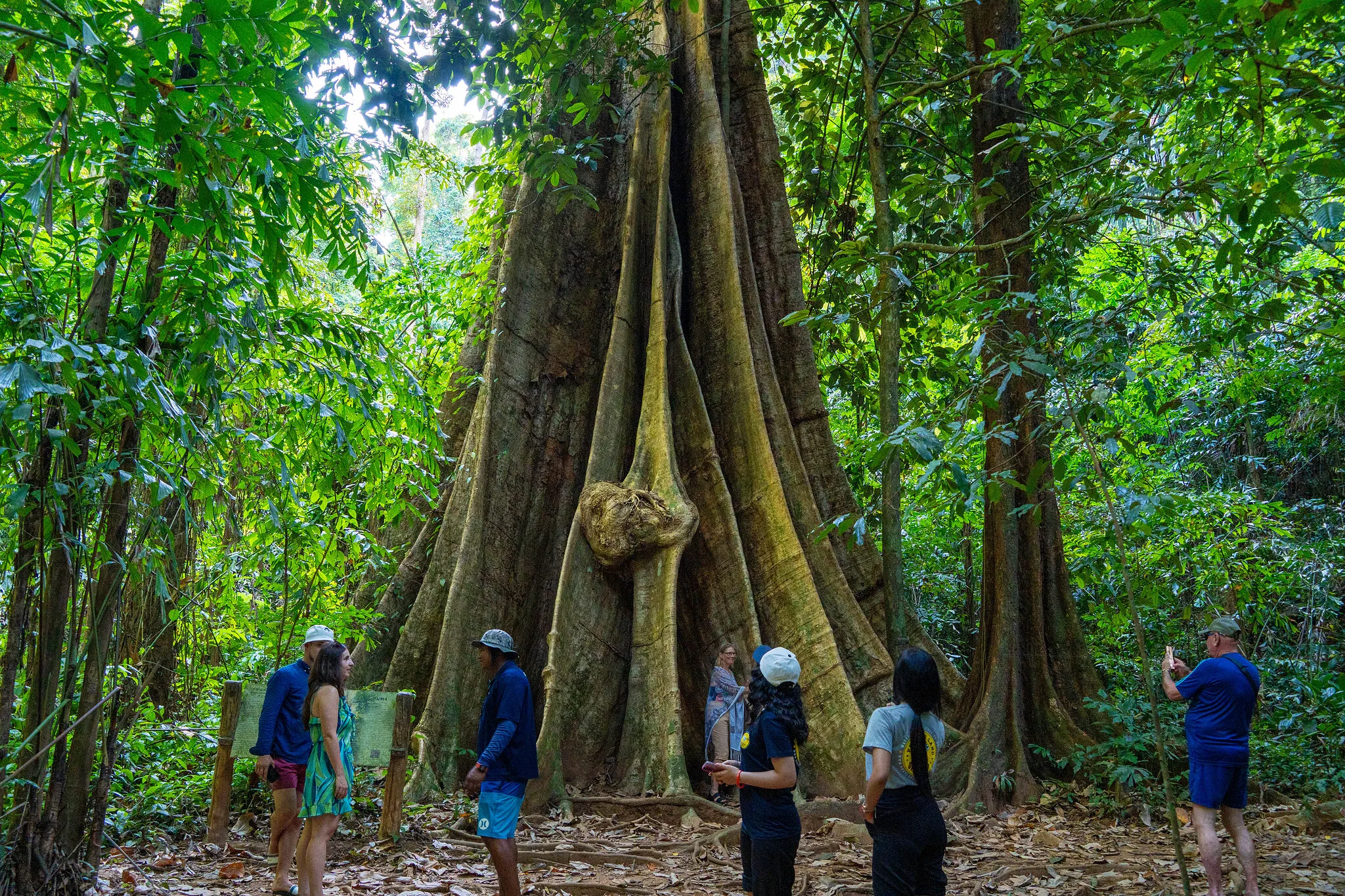 Des visiteurs admirent l'arbre géant millénaire aux racines contreforts dans la forêt tropicale de l'île à Ao Kean