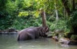 An elephant relaxes in a shaded jungle river pool during the ethical elephant bath experience near Khao Lak