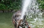 An elephant sprays water over itself under a jungle waterfall at the Khao Lak elephant bathing pool