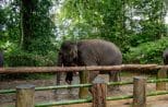 An unsaddled elephant walks freely through the rainforest camp beside its mahout near Khao Lak