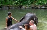 Visitors stand in the river gently washing an elephant alongside its mahout on the Khao Lak elephant bath tour