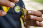 The nature guide holds a small forest lizard to show guests the rainforest wildlife around Khao Lak