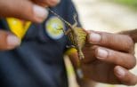 The nature guide holds a small forest lizard to show guests the rainforest wildlife around Khao Lak