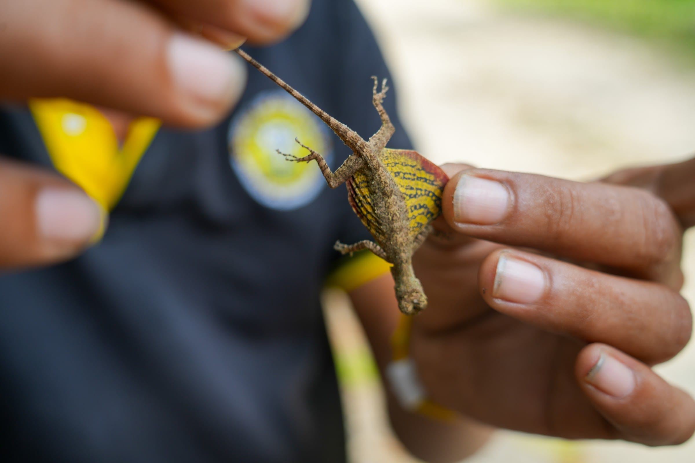 The nature guide holds a small forest lizard to show guests the rainforest wildlife around Khao Lak