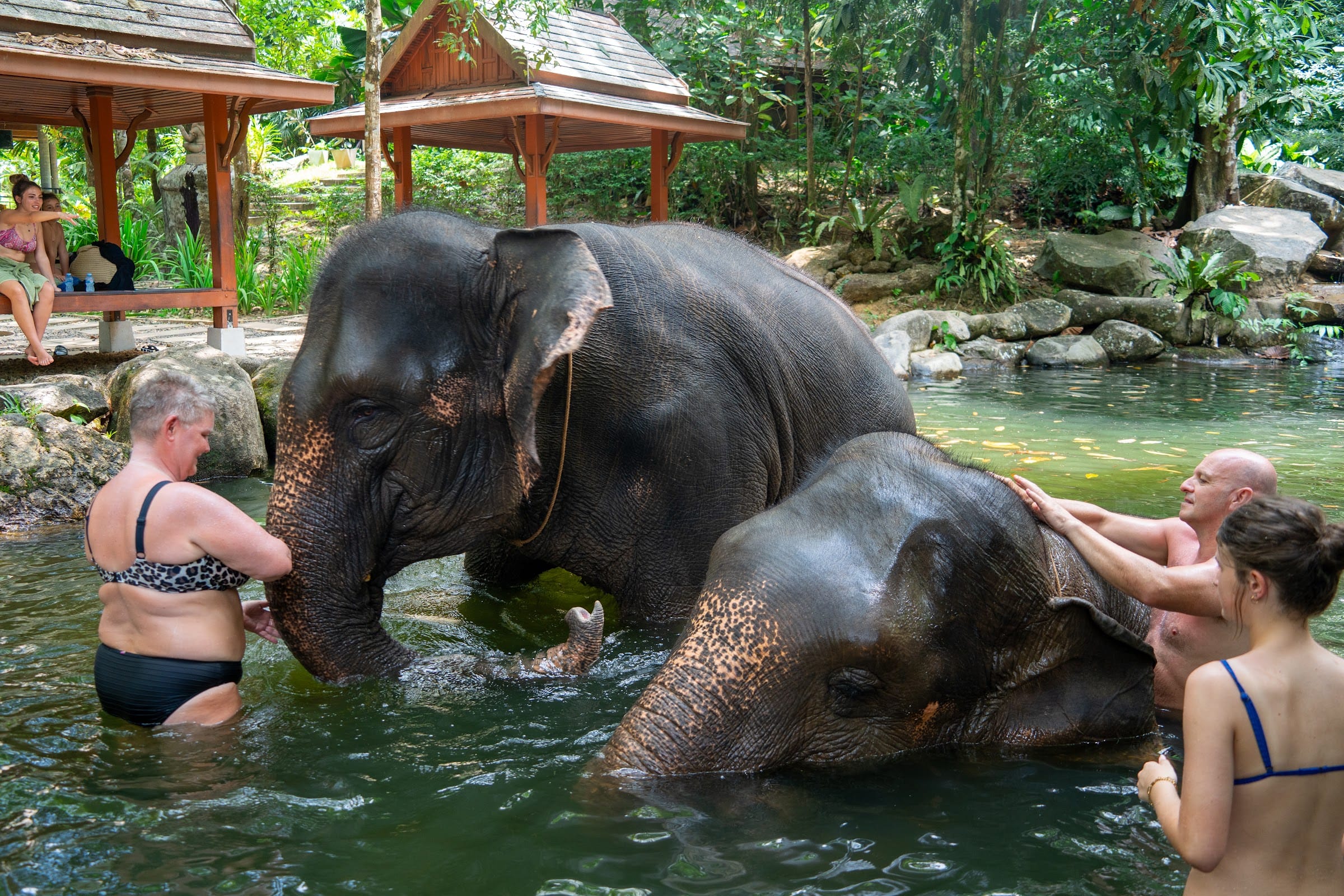 Two elephants lie in a natural pool while guests help wash them on the Khao Lak safari day tour