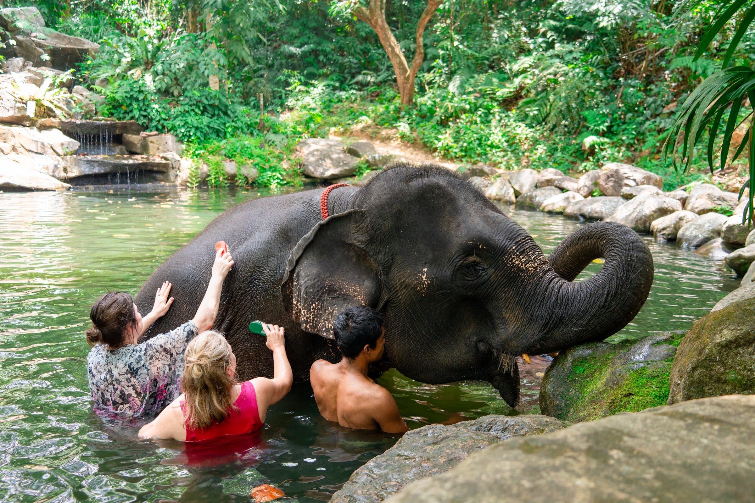 Visitors use soft brushes to scrub an elephant in a jungle pool during the Khao Lak safari elephant activity