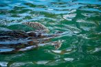Young sea turtles swim in a pool at the Royal Thai Navy sea turtle conservation centre near Khao Lak