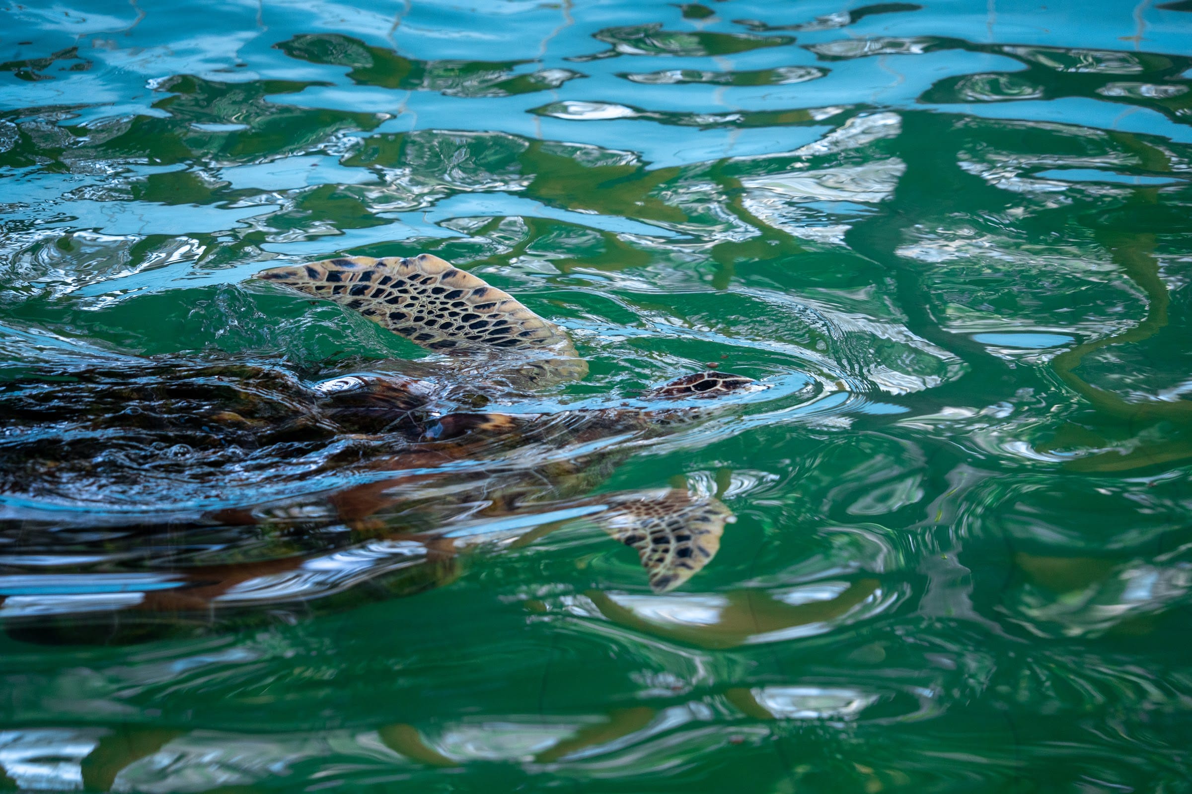 Young sea turtles swim in a pool at the Royal Thai Navy sea turtle conservation centre near Khao Lak