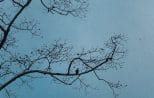 A small bird perched on a bare branch silhouetted against the still water of Cheow Lan Lake