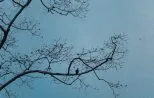 A small bird perched on a bare branch silhouetted against the still water of Cheow Lan Lake