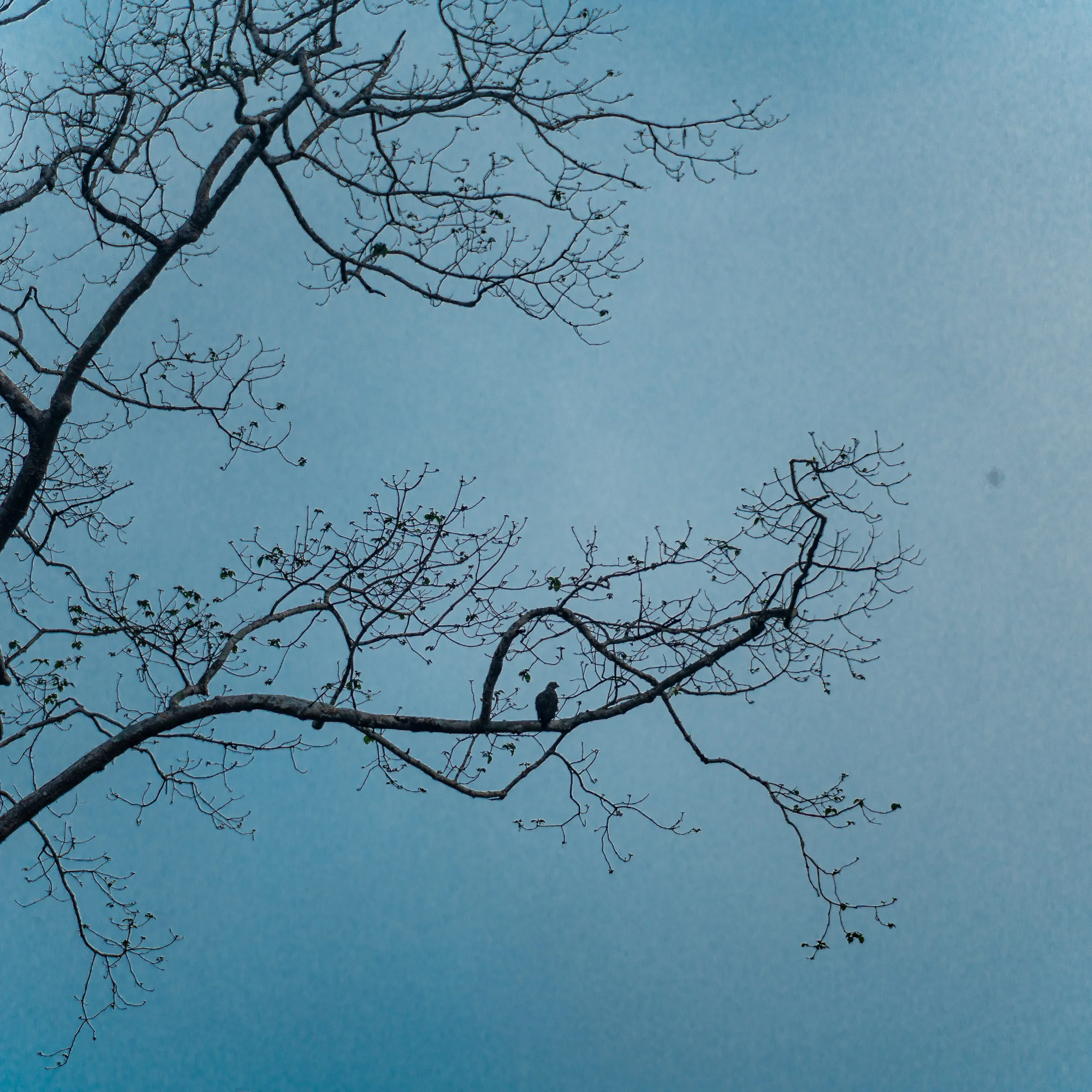 A small bird perched on a bare branch silhouetted against the still water of Cheow Lan Lake