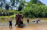 An elephant standing in a shallow river being washed by its carer during the Khao Sok day trip from Khao Lak