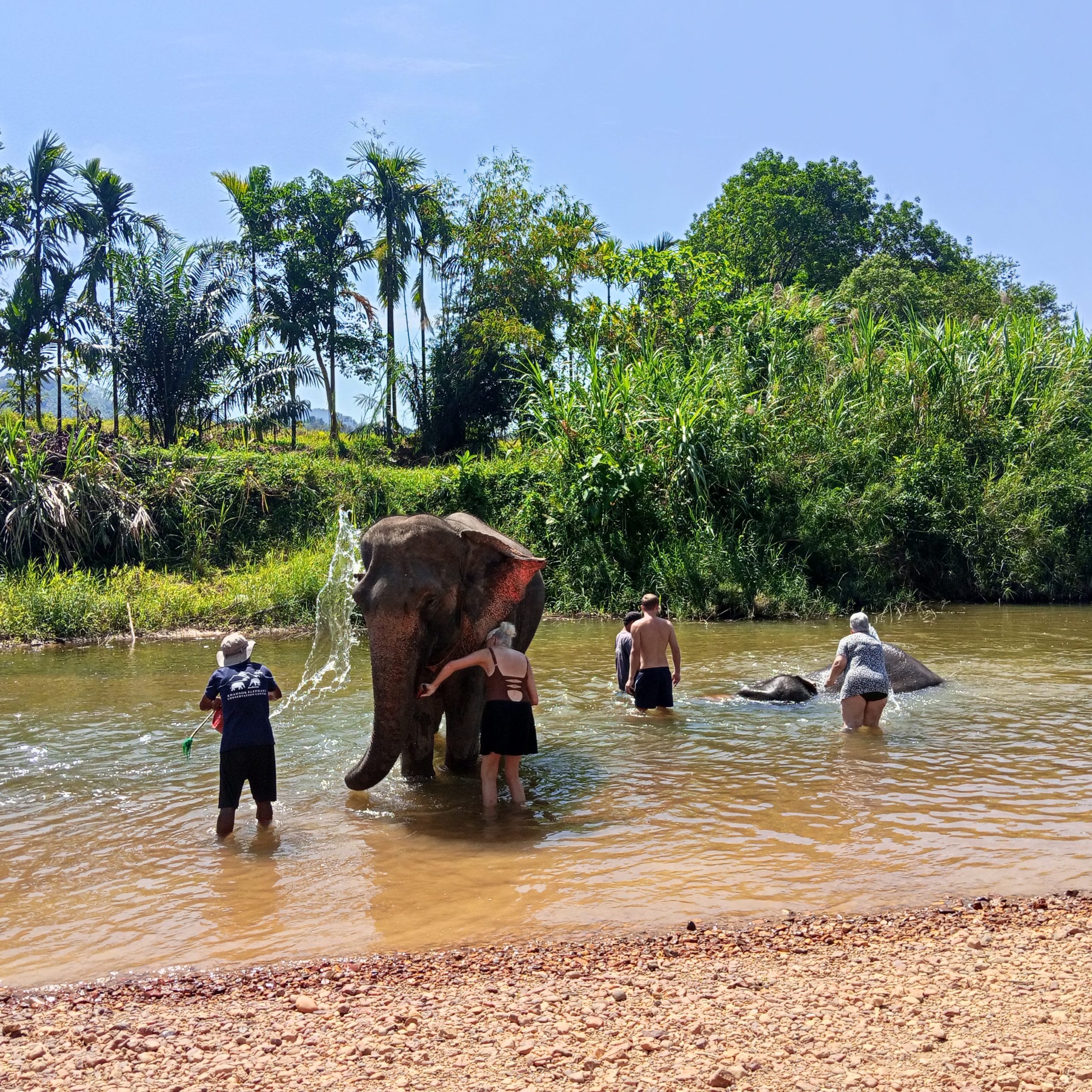 An elephant standing in a shallow river being washed by its carer during the Khao Sok day trip from Khao Lak