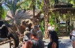 Visitors watching elephants beneath palm trees at the elephant care camp included in the Khao Sok day trip