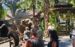 Visitors watching elephants beneath palm trees at the elephant care camp included in the Khao Sok day trip