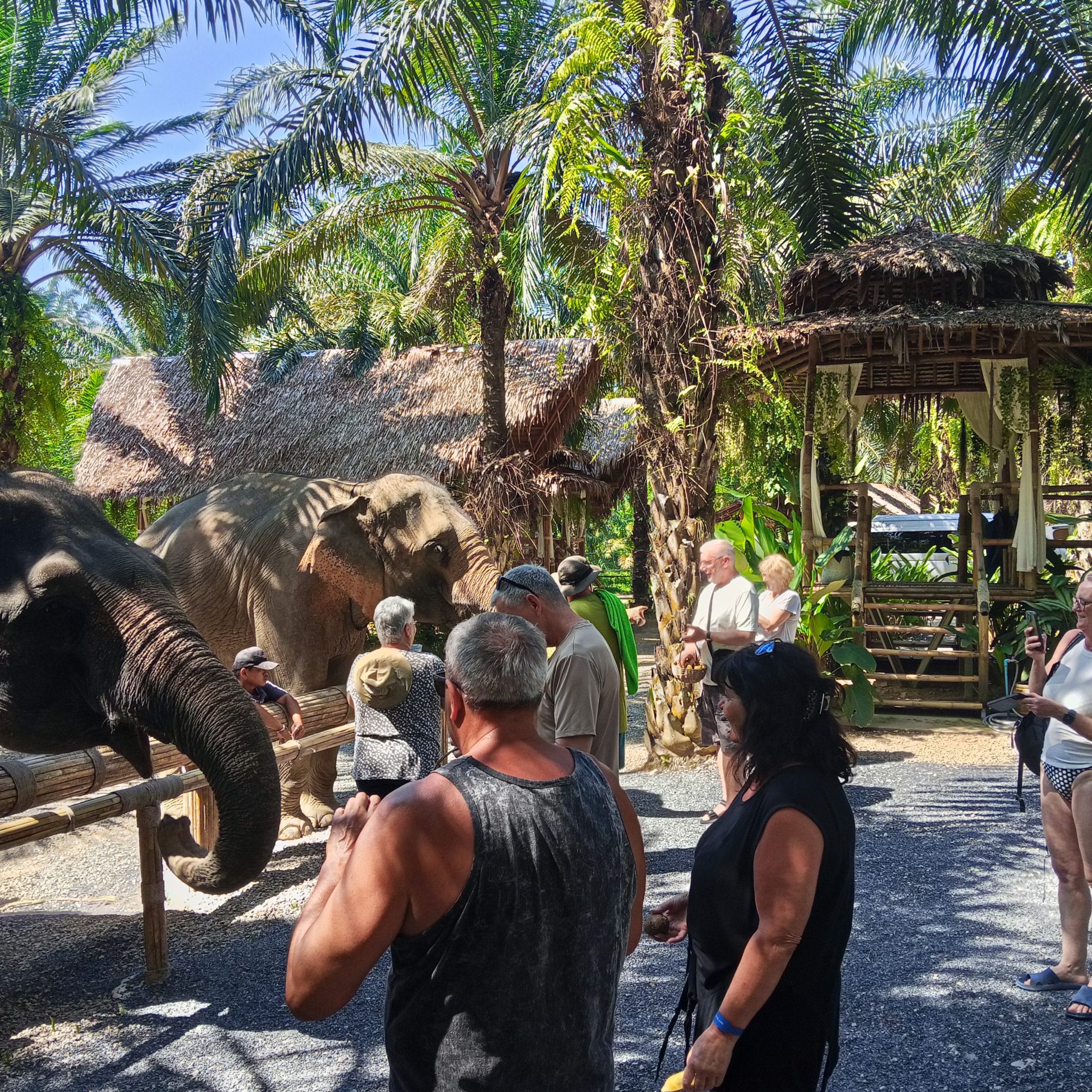 Visitors watching elephants beneath palm trees at the elephant care camp included in the Khao Sok day trip