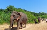 A single elephant walking along a sandy trail framed by tall green grass and palms near Khao Sok National Park