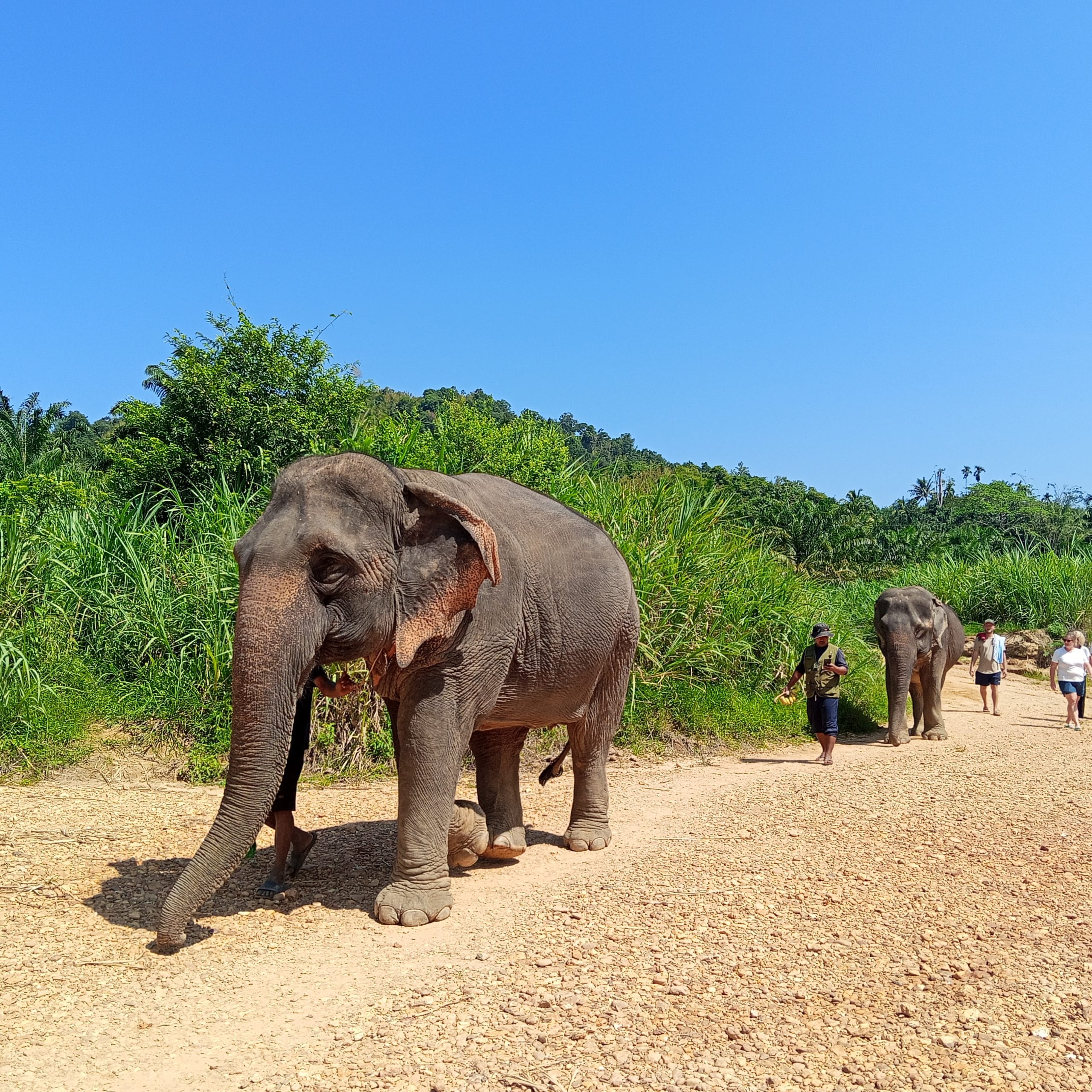A single elephant walking along a sandy trail framed by tall green grass and palms near Khao Sok National Park