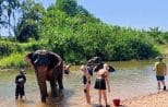 Two elephants in a shallow river with guests wading nearby during the elephant bathing stop on the Khao Sok day trip