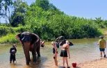 Two elephants in a shallow river with guests wading nearby during the elephant bathing stop on the Khao Sok day trip