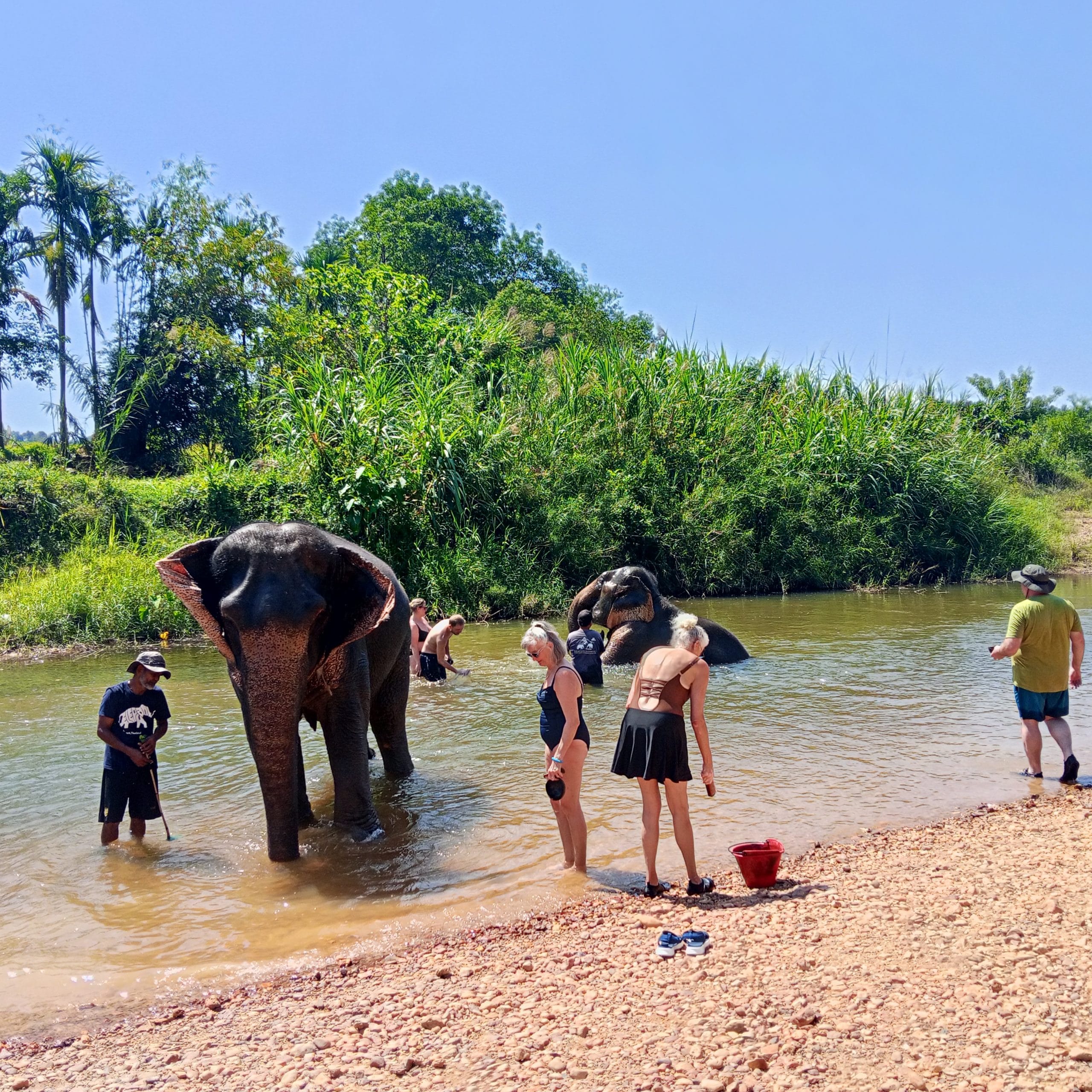 Two elephants in a shallow river with guests wading nearby during the elephant bathing stop on the Khao Sok day trip