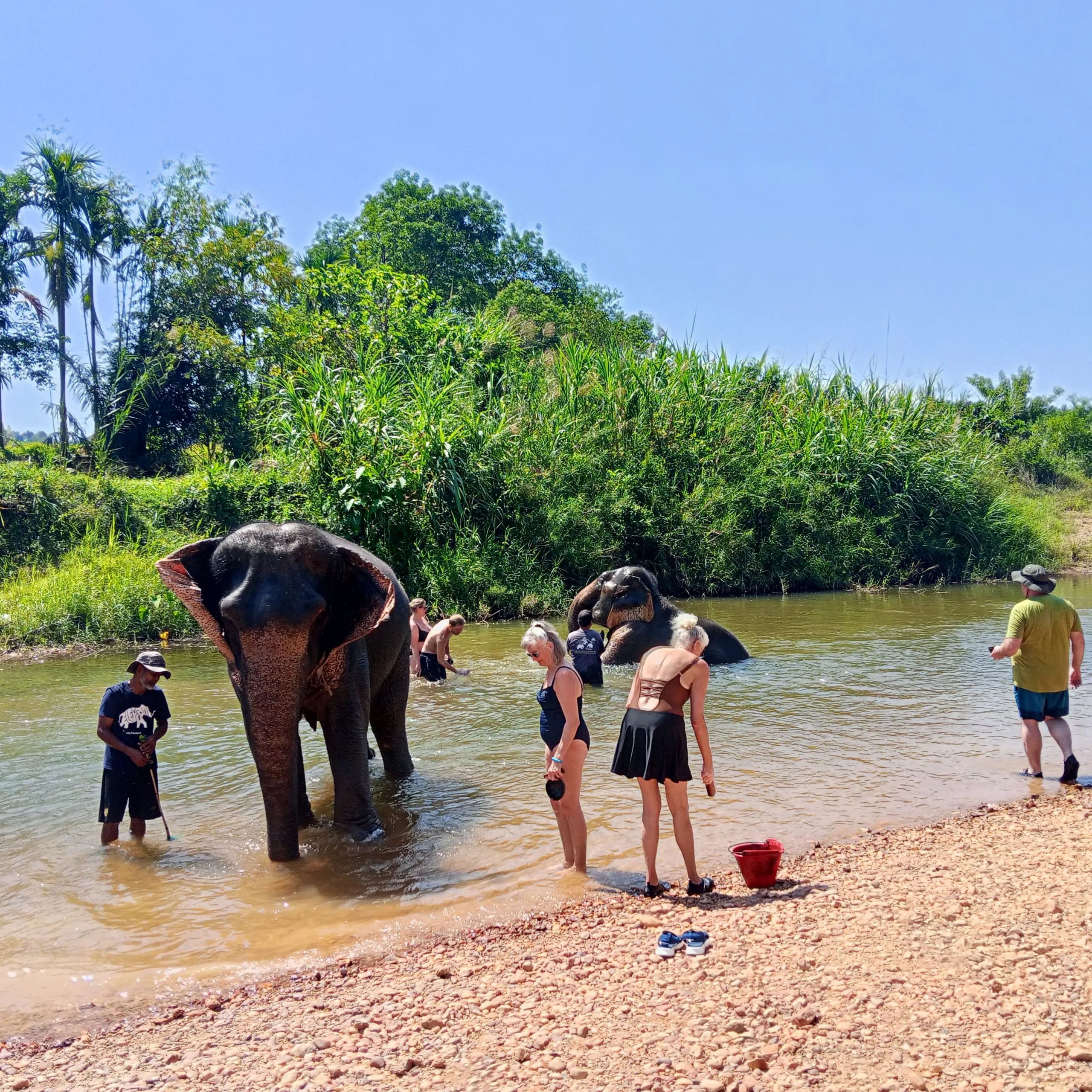 Two elephants in a shallow river with guests wading nearby during the elephant bathing stop on the Khao Sok day trip