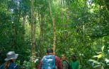 A guide leading walkers along a narrow path through dense rainforest in Khao Sok National Park