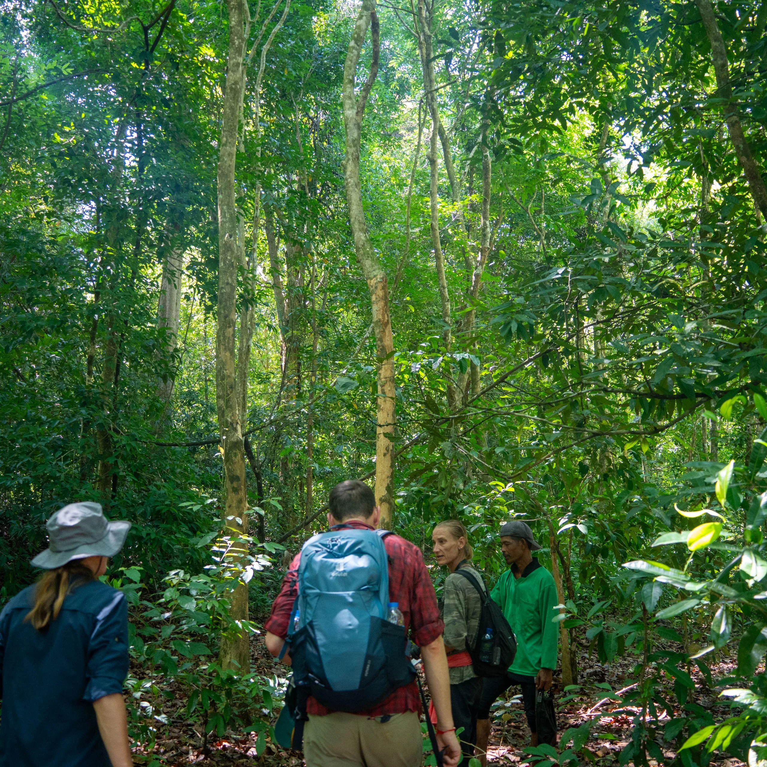 A guide leading walkers along a narrow path through dense rainforest in Khao Sok National Park