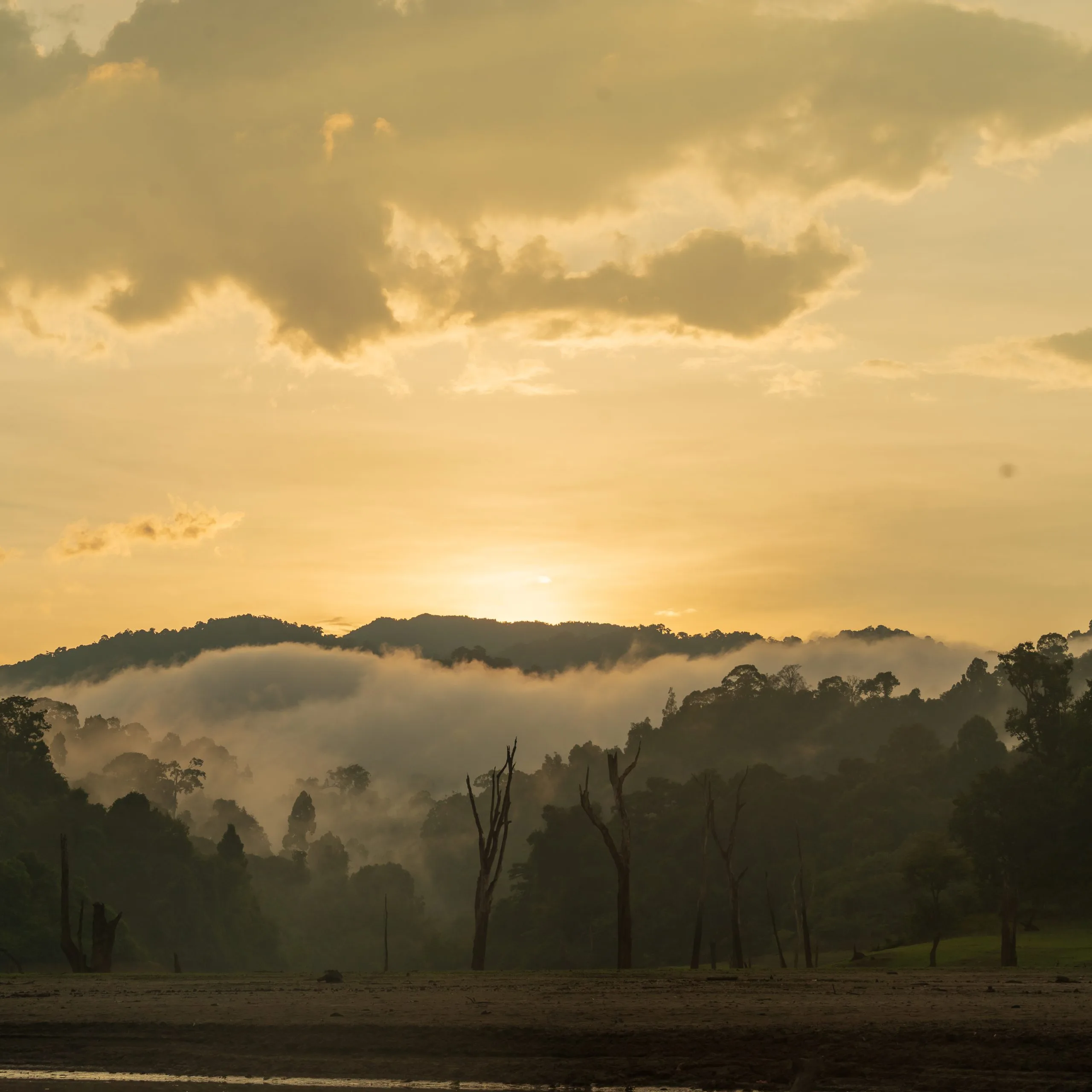 Low mist drifting over forested hills at sunrise in Khao Sok National Park