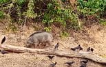 A wild boar and a group of birds foraging along a driftwood log on the shore of Cheow Lan Lake in Khao Sok