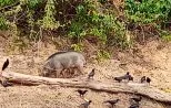 A wild boar and a group of birds foraging along a driftwood log on the shore of Cheow Lan Lake in Khao Sok