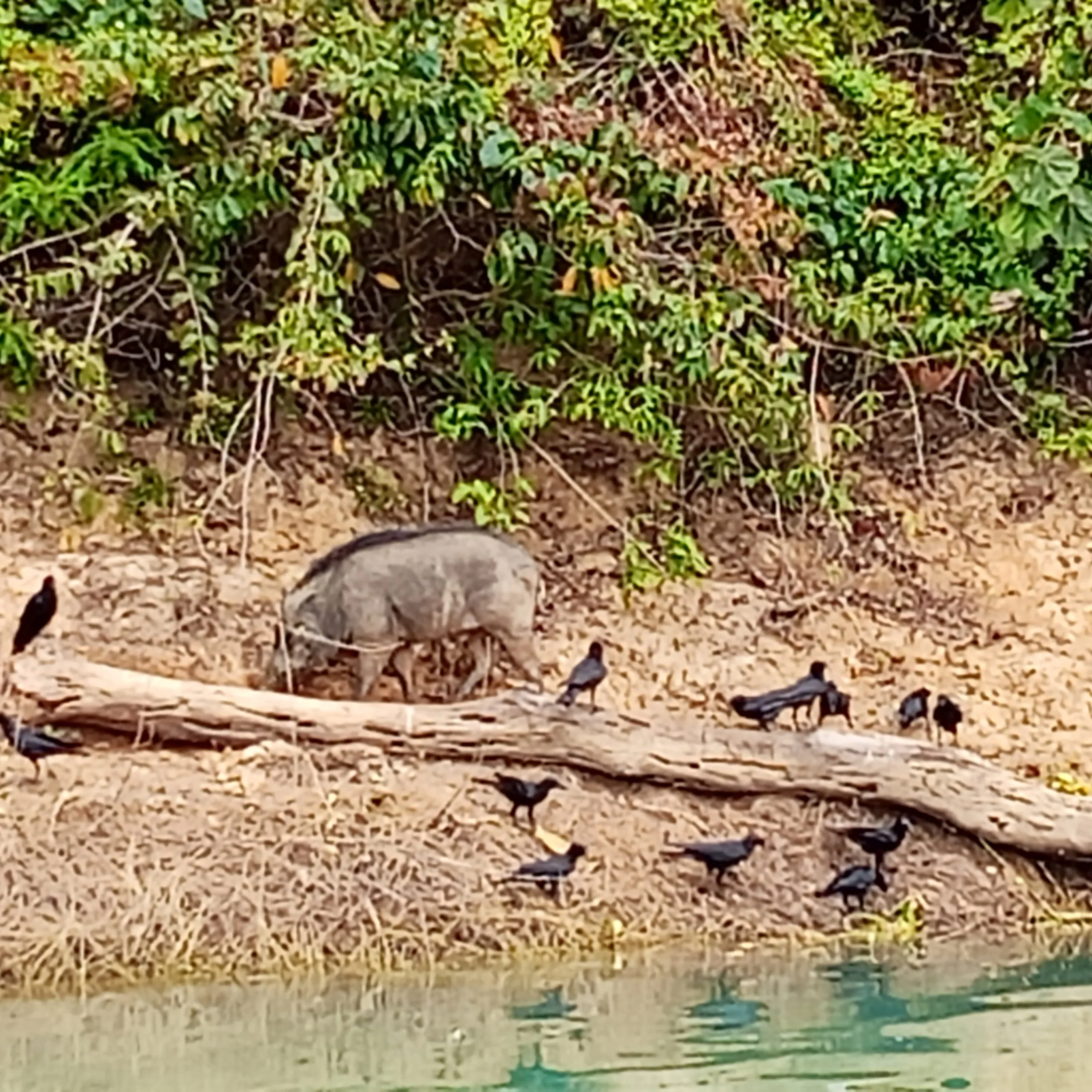 A wild boar and a group of birds foraging along a driftwood log on the shore of Cheow Lan Lake in Khao Sok