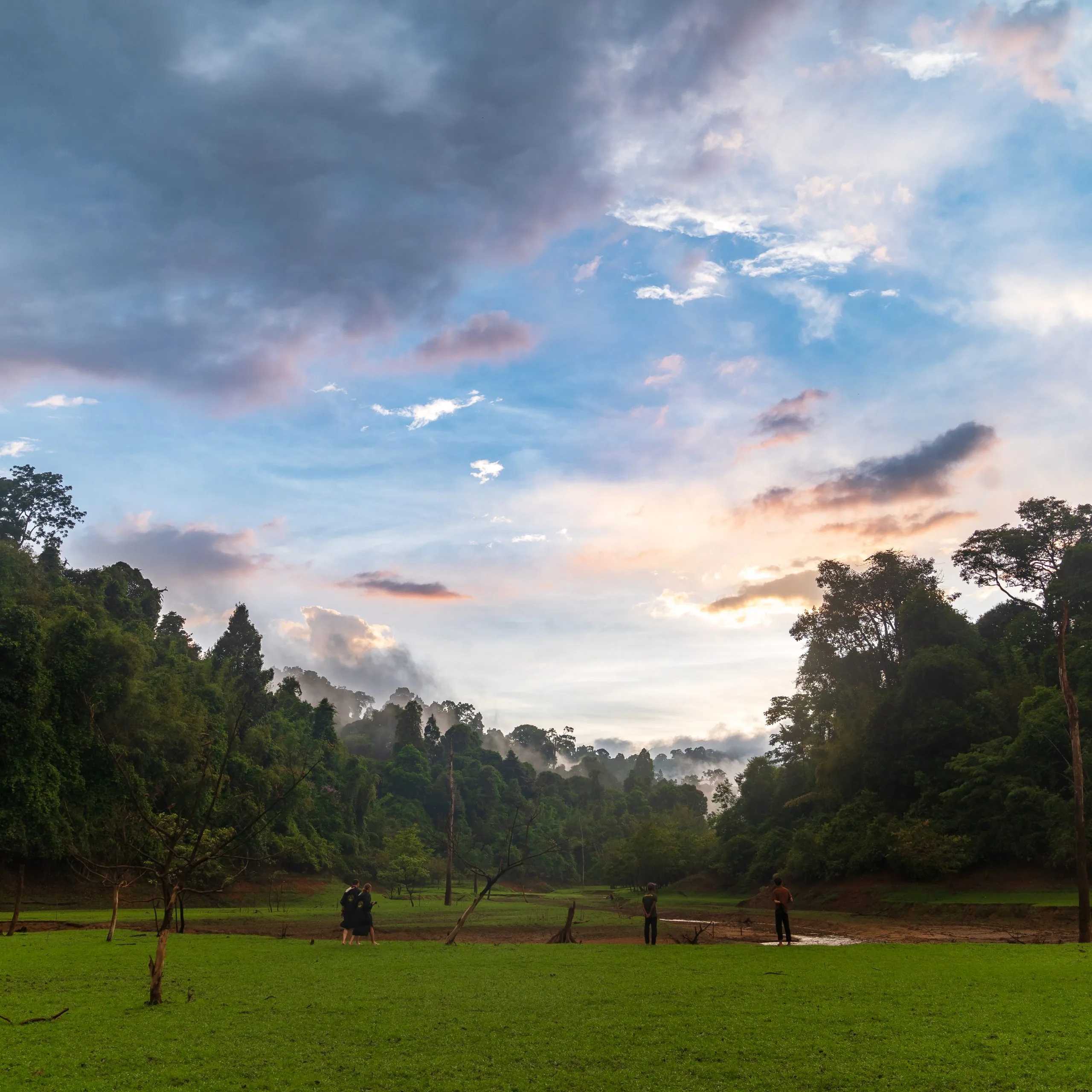 An open grass clearing edged by rainforest where wildlife gathers near the shore of Cheow Lan Lake