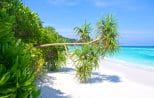 Pandanus palms leaning over the white sand and turquoise shallows of a Similan Islands beach