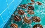 Sea turtle at the Royal Thai Navy conservation centre, Lam Kaen