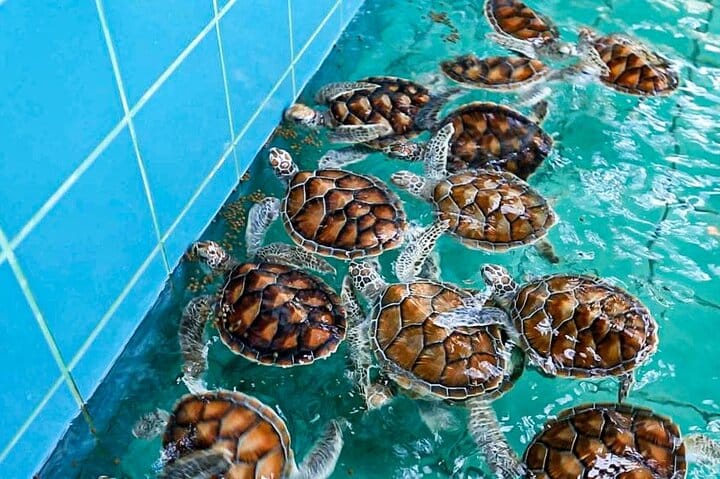 Sea turtle at the Royal Thai Navy conservation centre, Lam Kaen