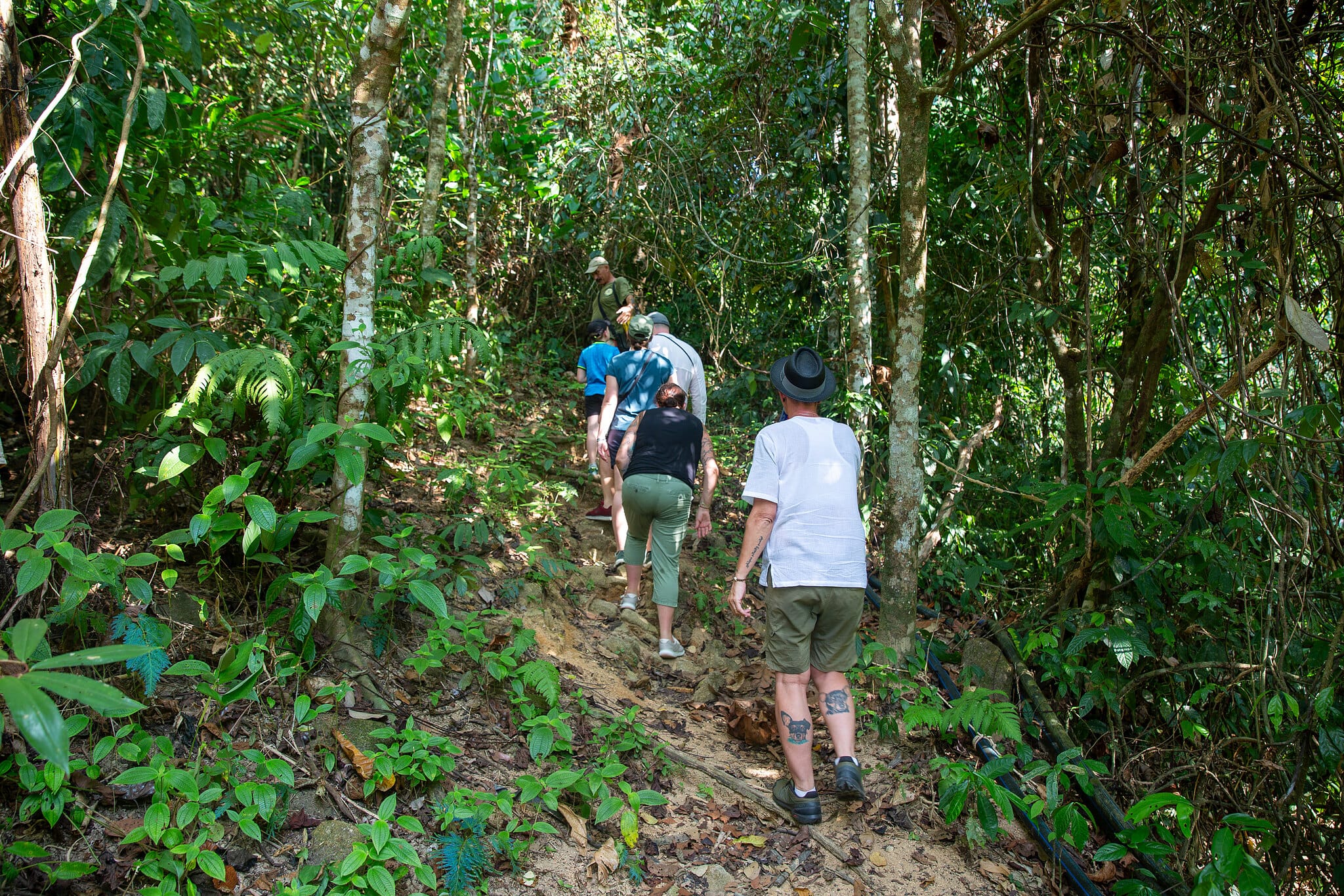 Petit groupe en randonnée sur un sentier de forêt tropicale vers une cascade cachée près de Khao Lak