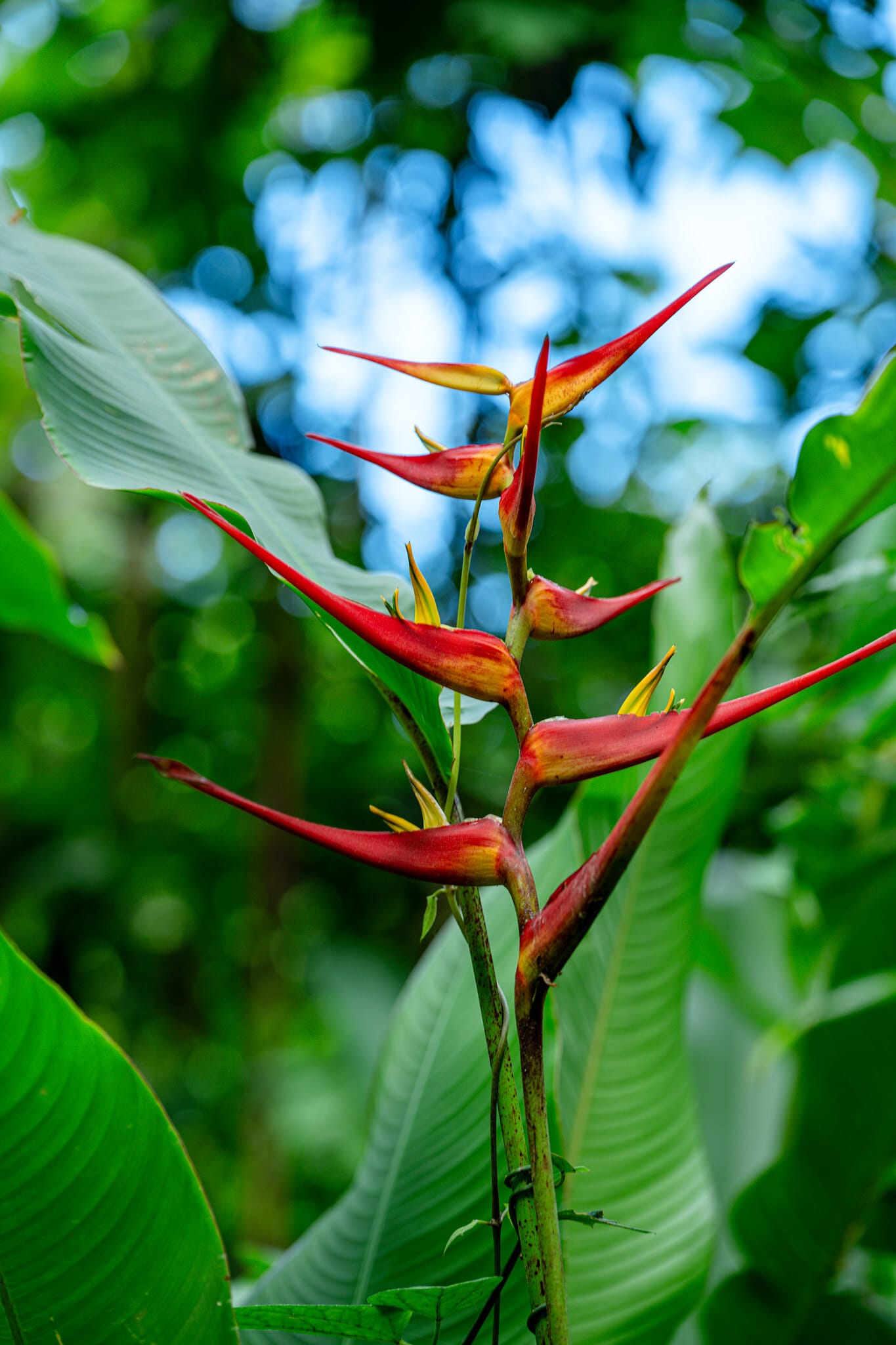 Fleur d'héliconia rouge dans la forêt tropicale le long du sentier de la Khao Lak Expedition