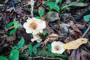 Champignons sauvages blancs parmi les feuilles mortes sur le sol de la forêt tropicale près de Khao Lak