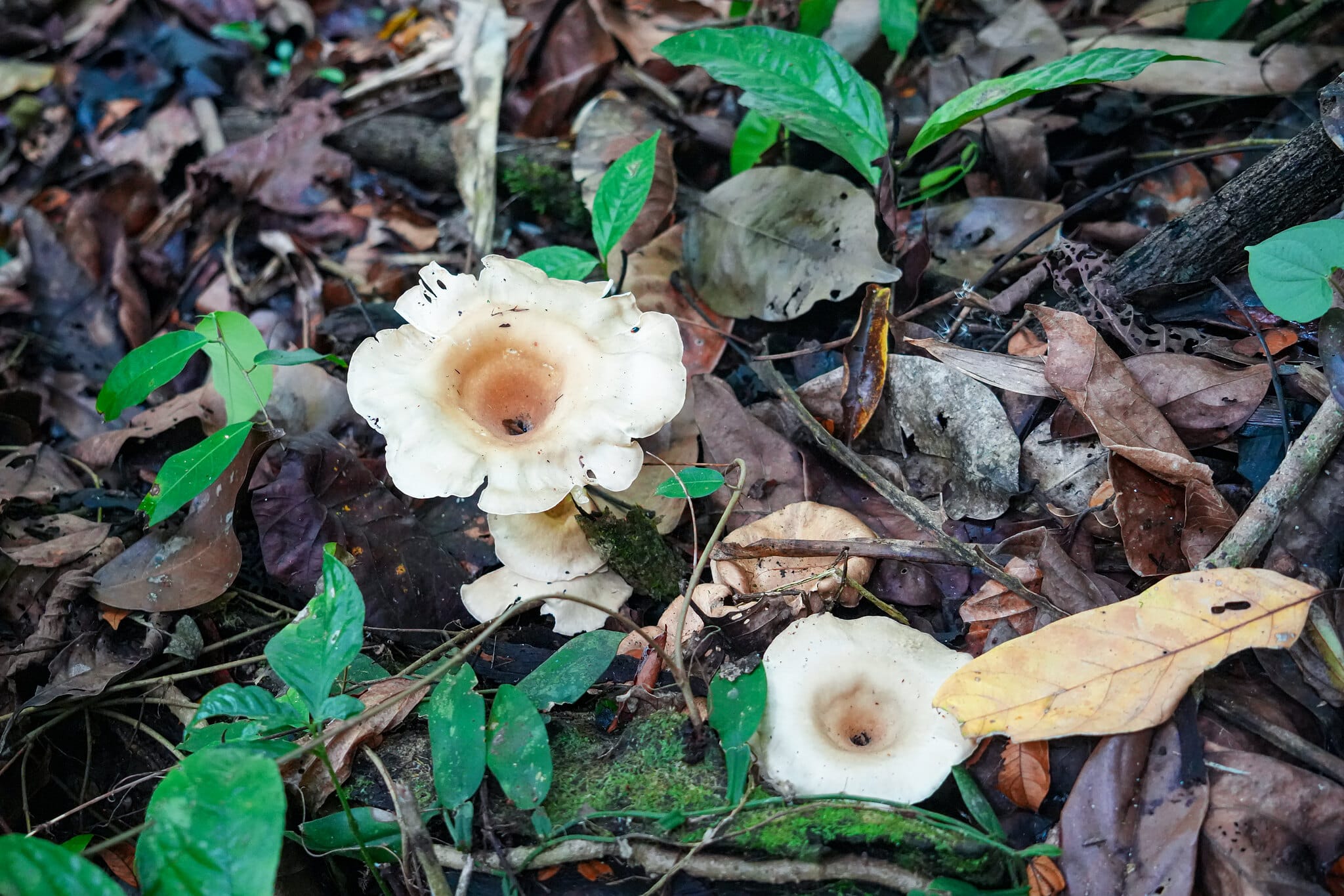 Champignons sauvages blancs parmi les feuilles mortes sur le sol de la forêt tropicale près de Khao Lak