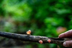 Guide tenant une branche tombée couverte de minuscules champignons roses en coupe, trouvée lors de la randonnée